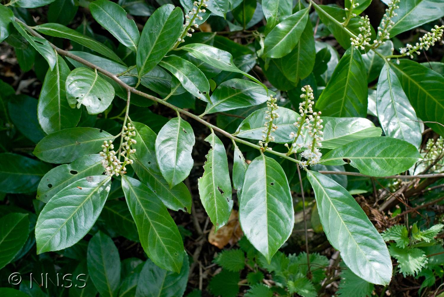 Cherry Laurel